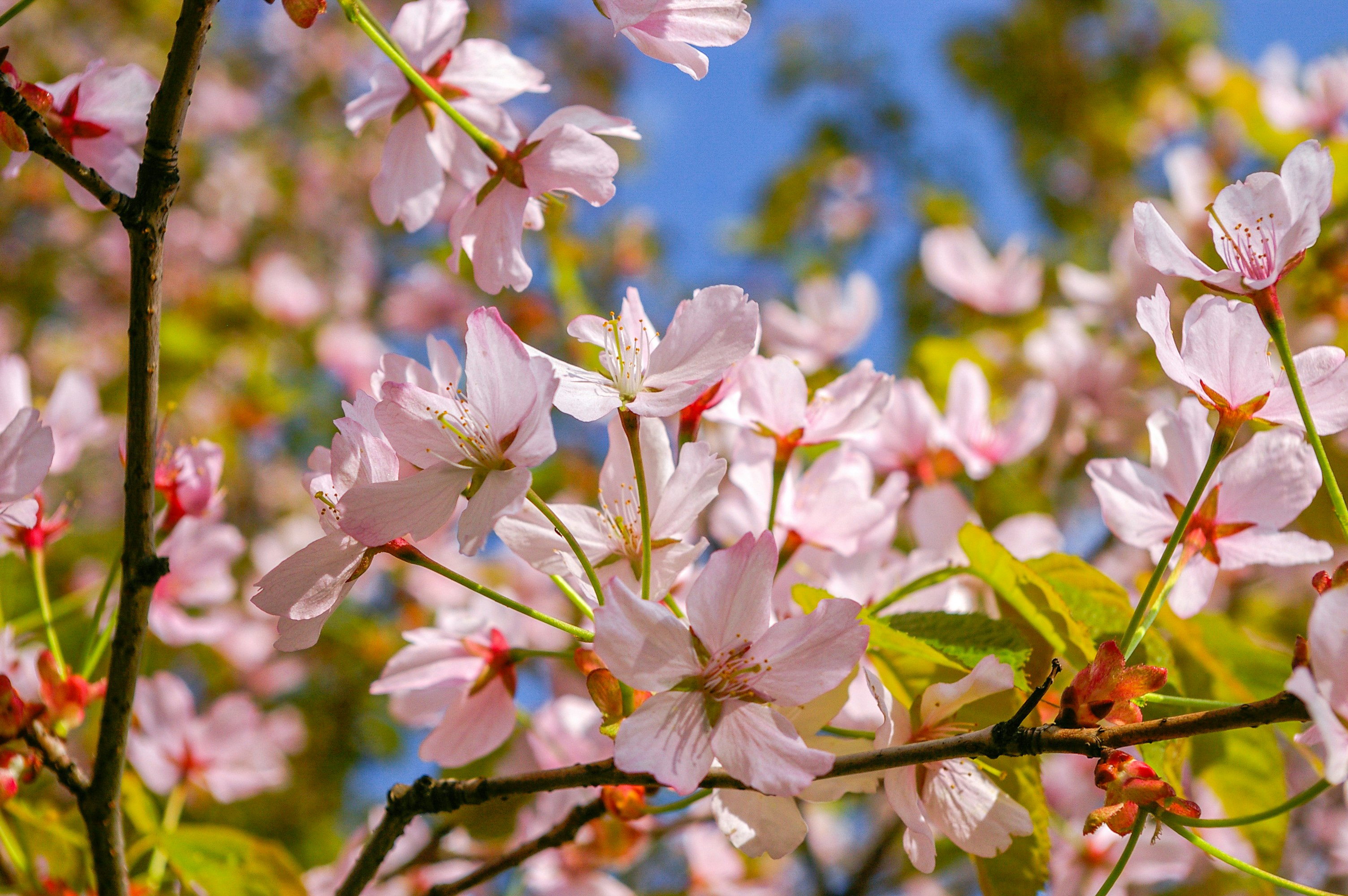 white and pink cherry blossom in bloom during daytime